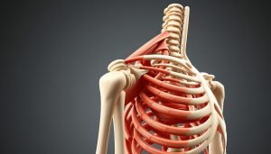 shoulder anatomy
