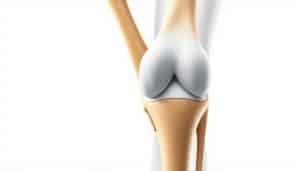 knee ligament anatomy