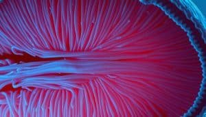 muscle tissue cryotherapy effects