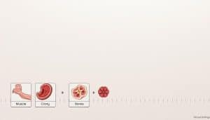 A detailed diagram depicting the stages of tissue healing over time, showcased against a muted, anatomical background. In the foreground, a series of illustrated insets highlight the progression of healing for various body parts, such as muscle, bone, and connective tissue. The middle ground features a timeline with labeled milestones, allowing the viewer to visualize the typical healing timeframes. The background is a subtly textured, off-white surface, creating a clean, medical-inspired atmosphere. The lighting is soft and evenly distributed, accentuating the clarity of the illustrations and the informative nature of the image. The overall composition emphasizes the comprehensive understanding of tissue healing by body part.