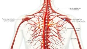 a detailed anatomical illustration of the physiological effects of neurodynamic tensioners, showing the interaction between the tensioners and the nervous system, rendered with photorealistic style and precise medical accuracy, depicting the tensioners gently stretching and mobilizing the nerves, with visible changes in blood flow, muscle tone, and neural signaling, set against a clean white background with subtle ambient lighting to highlight the technical details